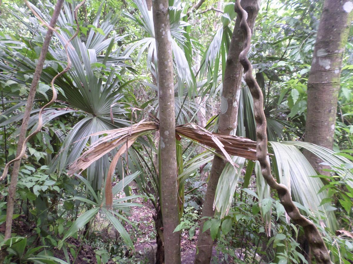 Las Mananitas De La Sierra El Zaino Exterior foto